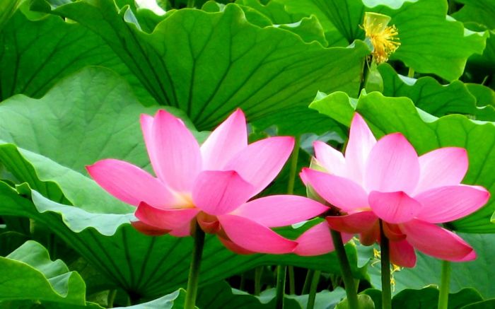 ֽɻͼ  ͼֽϵ կȪɽϡկɻԭͼ&amp;&am