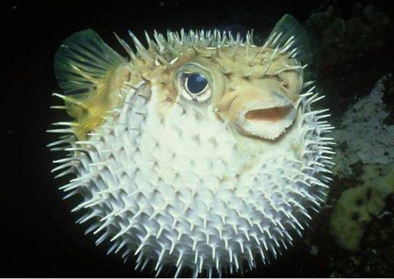 ඾