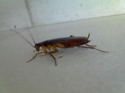 ʳƷԳ ʳƷԳ ˺ʱӳ