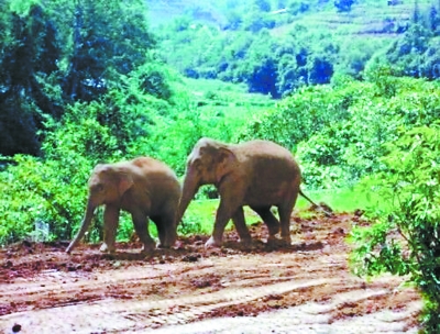 ǹɱĸ̾ ǹɱĸ̾е뷨ͻ