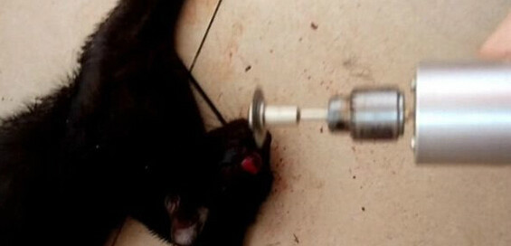 ѧŰèƵ ѧŰèƵ è͹[ŭ]